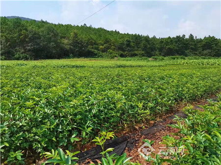 云南省宣威市林業(yè)產(chǎn)業(yè)經(jīng)濟效益顯著提升
